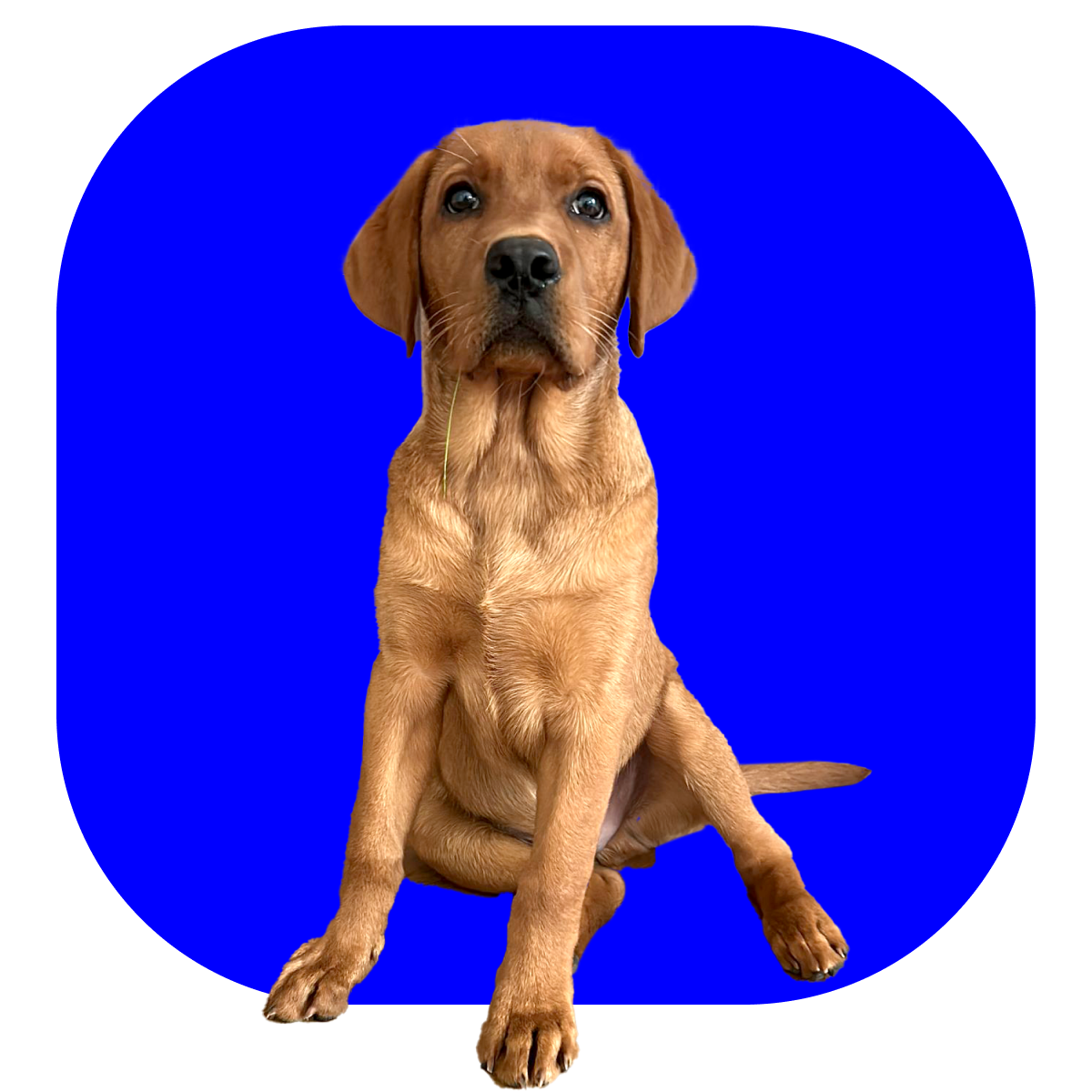 Portret van Beer, de kantoorhond en happiness manager